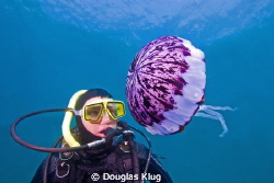 Pulsing Encounter. This diver meets a purple striped jell... by Douglas Klug 